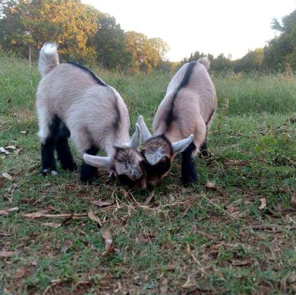 Meet your Posher, Kristen - Picture 6 of 7